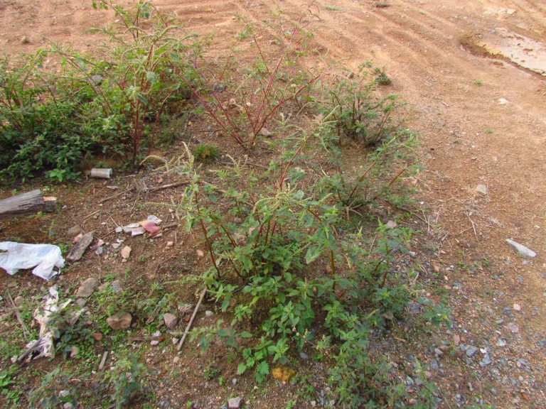 Amaranthus spinosus (10)