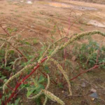 Amaranthus spinosus (11)