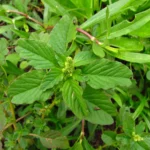 Amaranthus blitum (65)