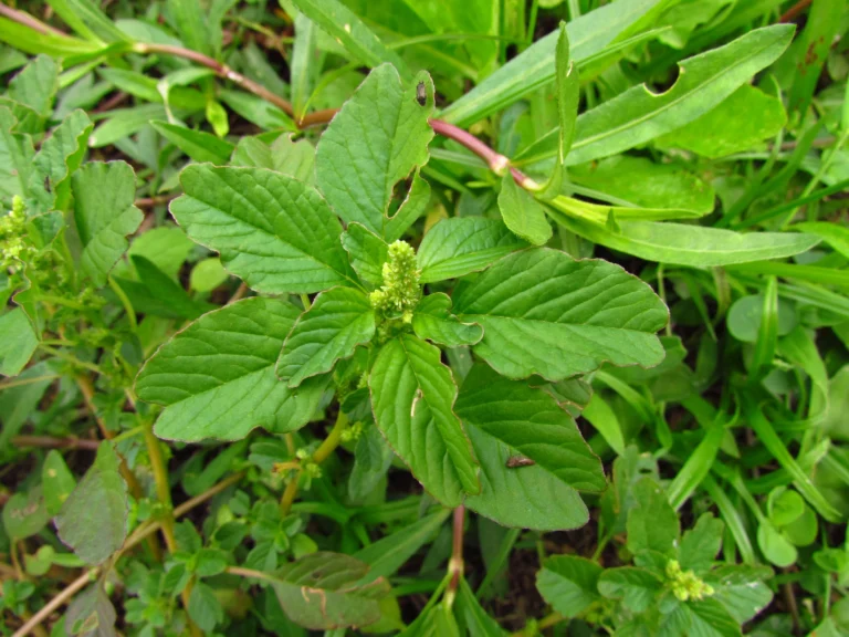 Amaranthus blitum (65)