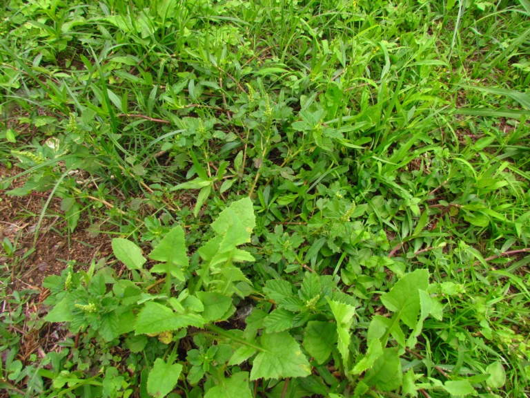 Amaranthus blitum (62)