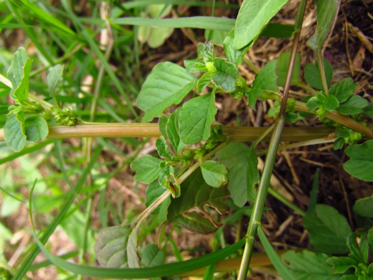 Amaranthus blitum (60)