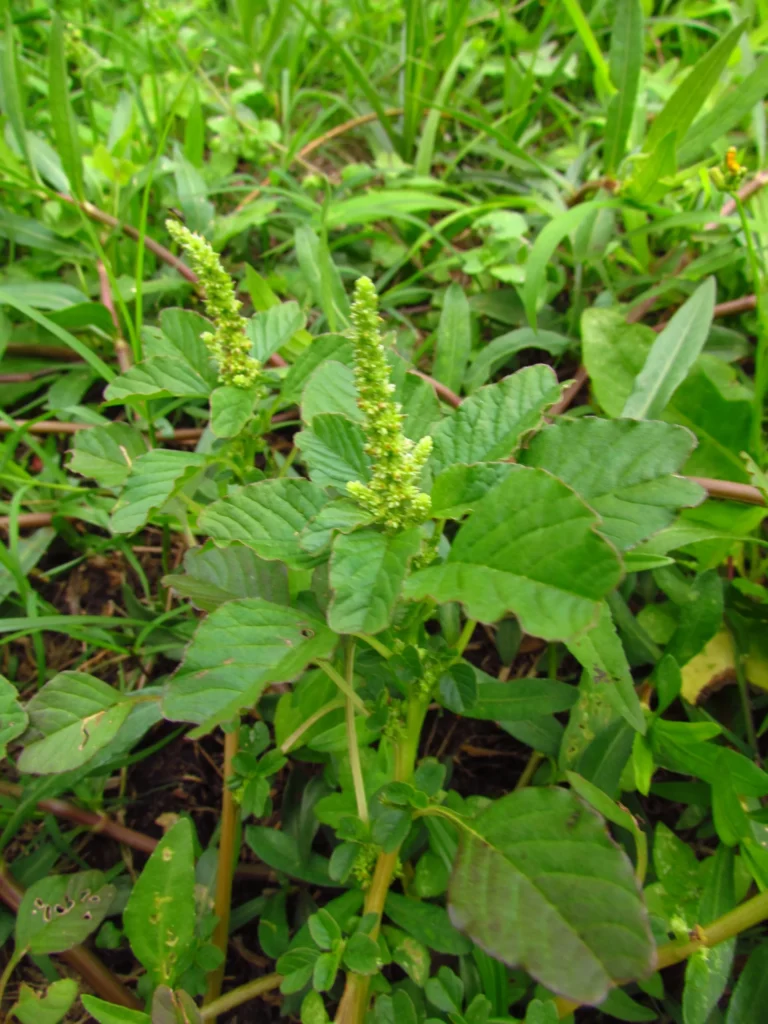 Amaranthus blitum (56)