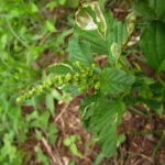 Amaranthus blitum (57)