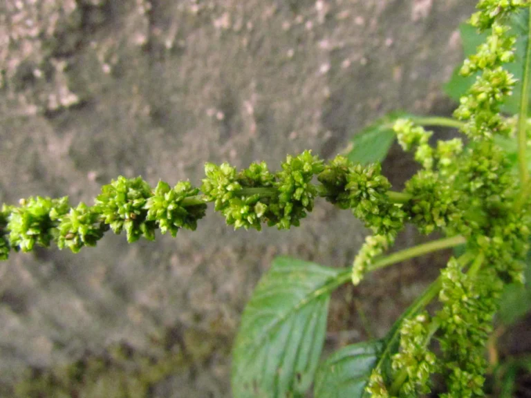 Amaranthus blitum (54)