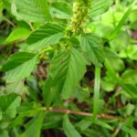 Amaranthus blitum (55)