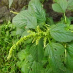Amaranthus blitum (52)