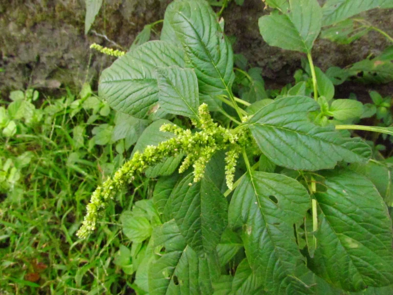 Amaranthus blitum (52)