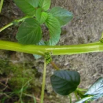 Amaranthus blitum (47)