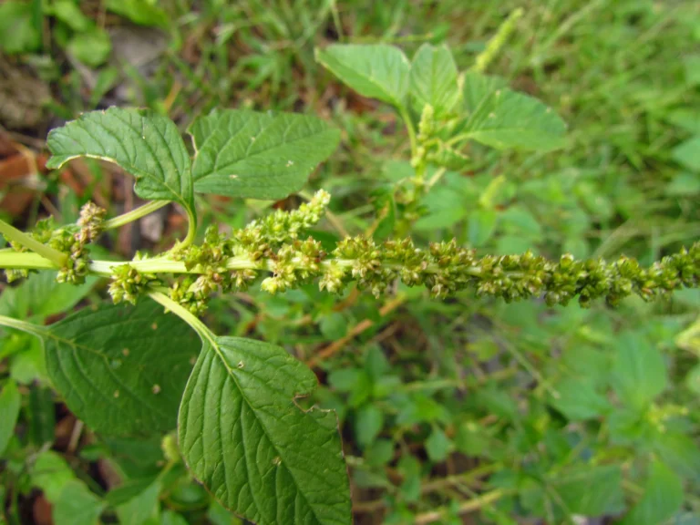 Amaranthus blitum (48)