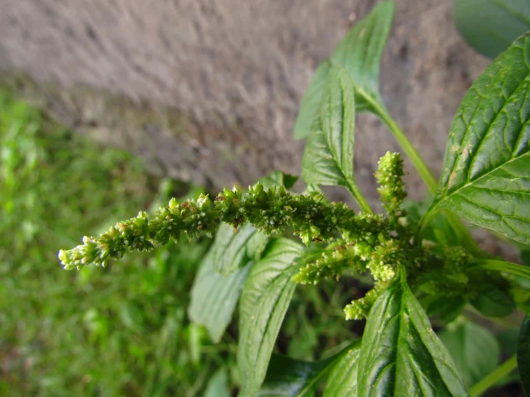 Amaranthus blitum (45)