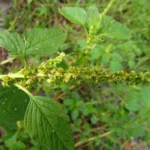 Amaranthus blitum (42)