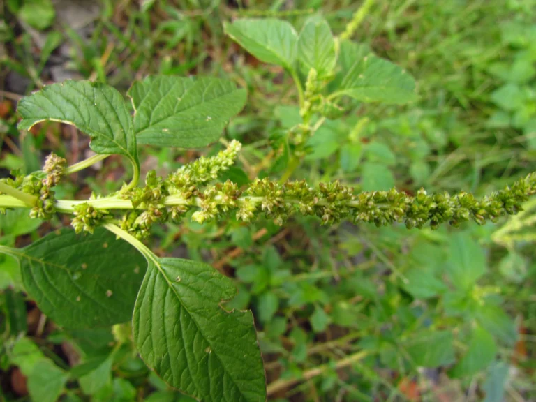 Amaranthus blitum (42)