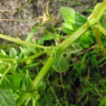 Amaranthus blitum (40)