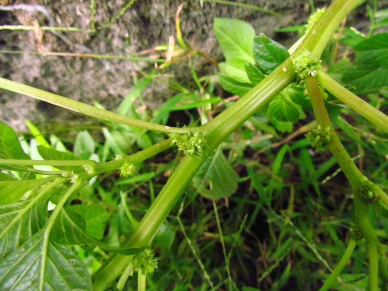 Amaranthus blitum (40)