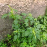 Amaranthus blitum (41)