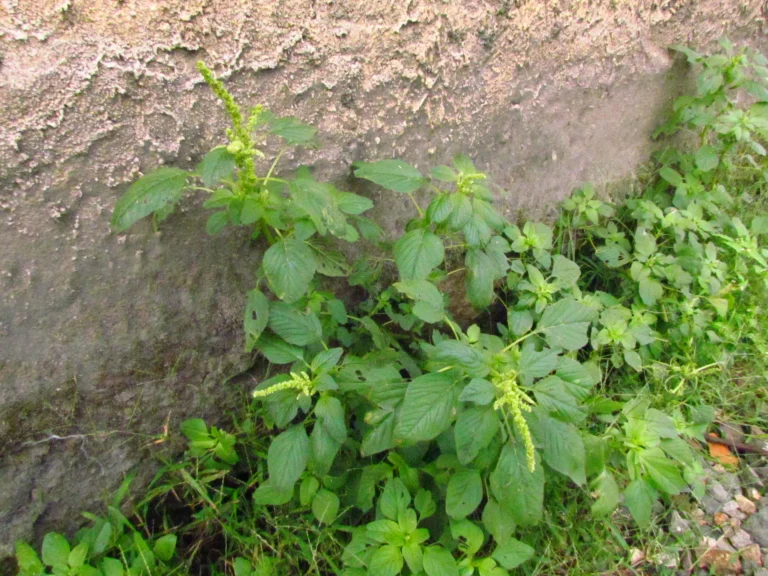 Amaranthus blitum (41)