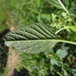 Amaranthus blitum (32)