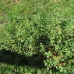Amaranthus blitum (23)