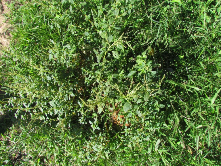 Amaranthus blitum (24)