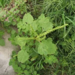 Amaranthus blitum (18)