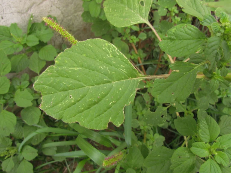 Amaranthus blitum (19)