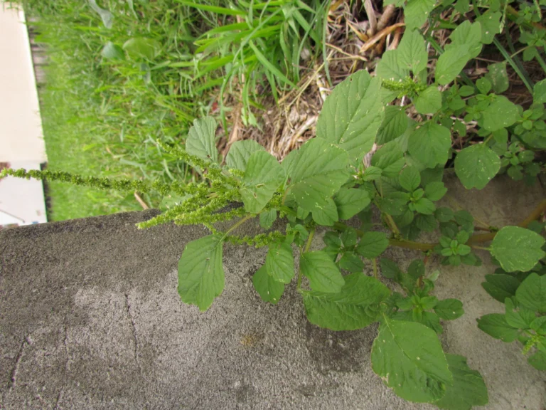 Amaranthus blitum (12)