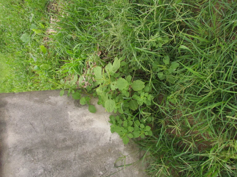 Amaranthus blitum (13)