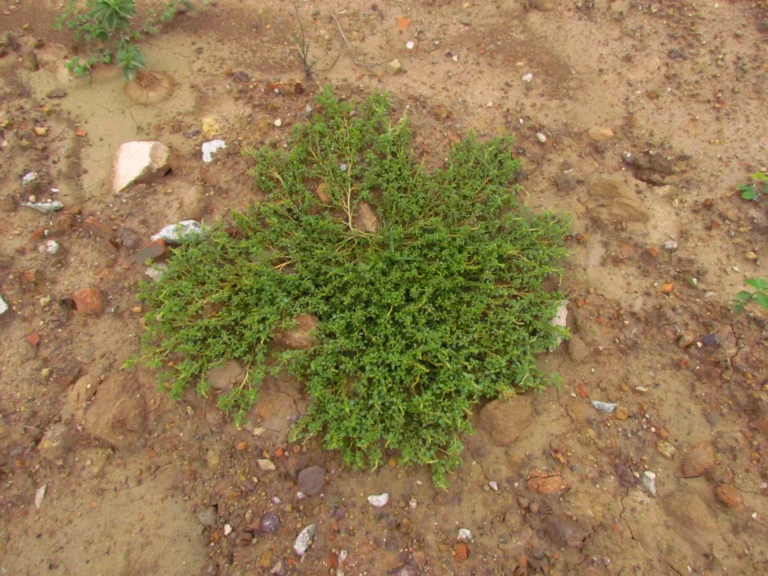 Amaranthus blitum (10)