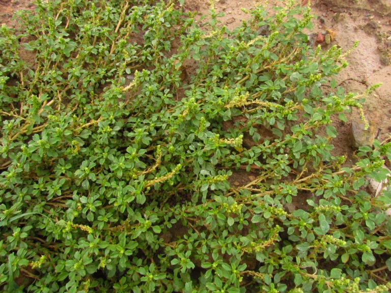 Amaranthus blitum (9)