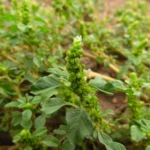 Amaranthus blitum (7)