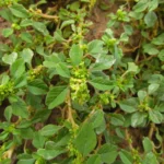 Amaranthus blitum (4)
