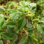 Amaranthus blitum (5)
