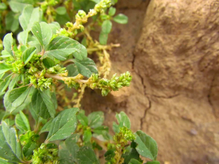 Amaranthus blitum (2)