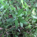 Alternanthera sessilis (20)
