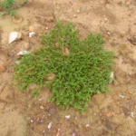 Amaranthus blitum (1)