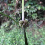 Alternanthera sessilis (18)