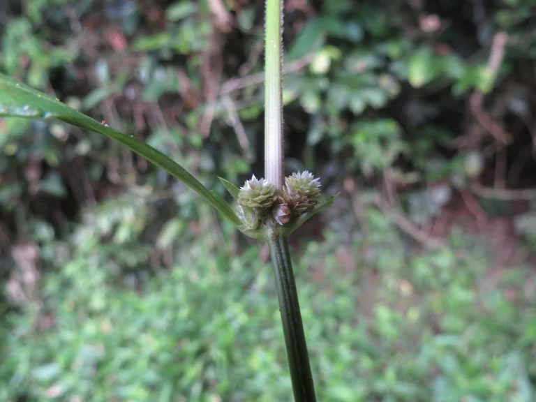 Alternanthera sessilis (18)