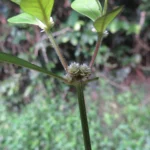 Alternanthera sessilis (19)