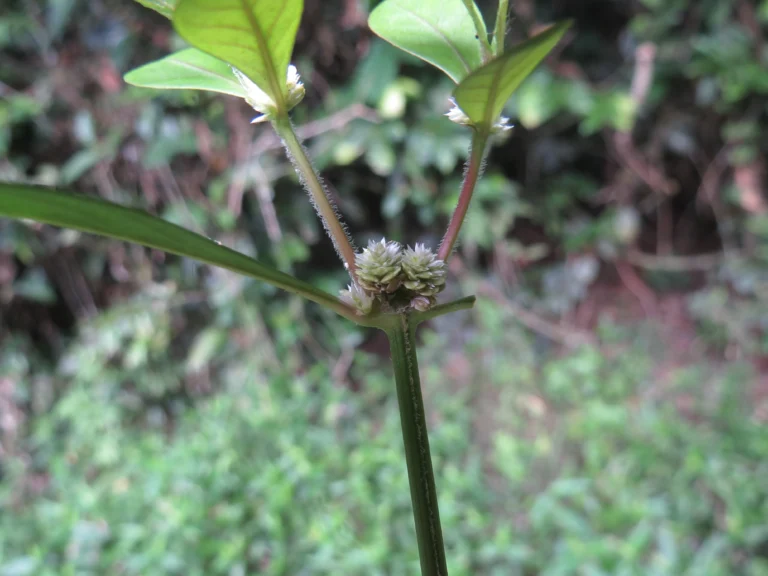Alternanthera sessilis (19)