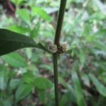 Alternanthera sessilis (16)