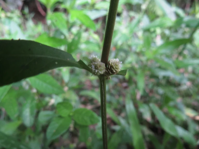 Alternanthera sessilis (16)