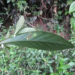 Alternanthera sessilis (17)