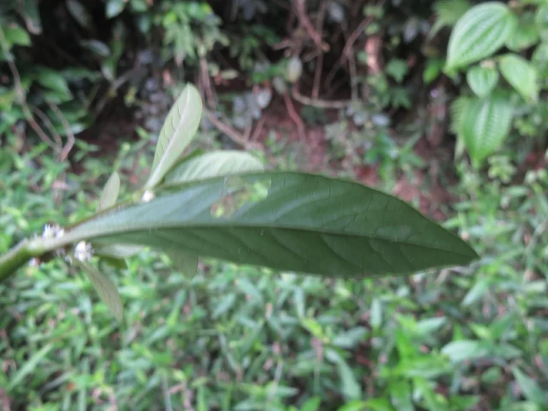 Alternanthera sessilis (17)