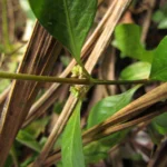 Alternanthera sessilis (14)