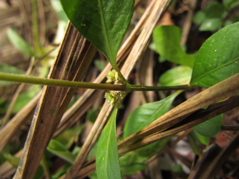 Alternanthera sessilis (14)