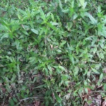 Alternanthera sessilis (15)