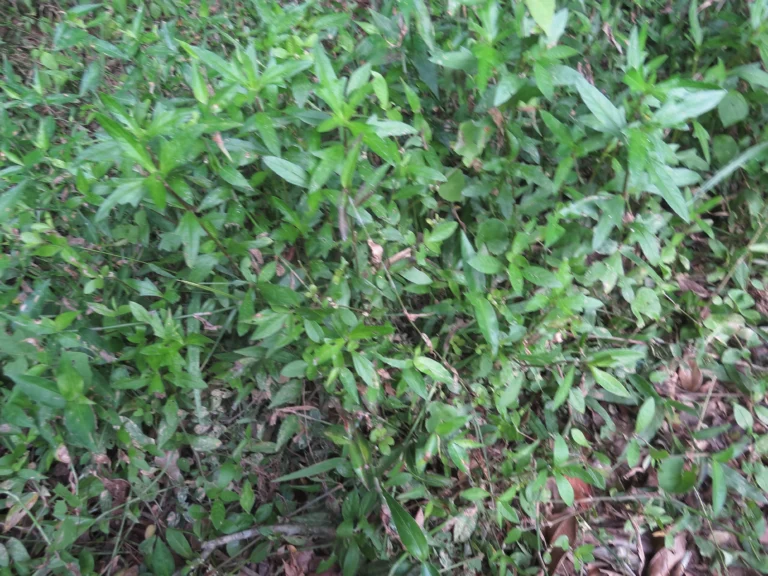 Alternanthera sessilis (15)