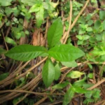 Alternanthera sessilis (12)