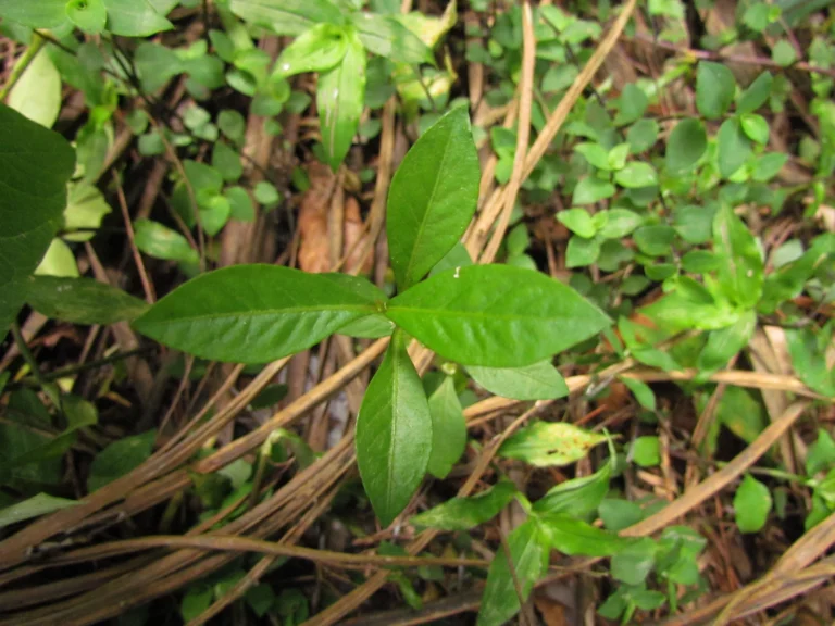 Alternanthera sessilis (12)